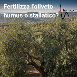 Humus di Lombrico o Stallatico? La Scelta Migliore per un Oliveto Produttivo e Sano